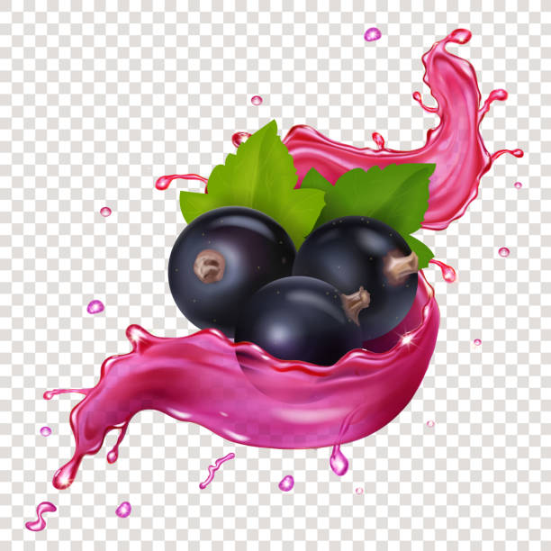 czarna porzeczka sok splash jagody wektor realistyczna ilustracja - berry fruit currant dessert vector stock illustrations