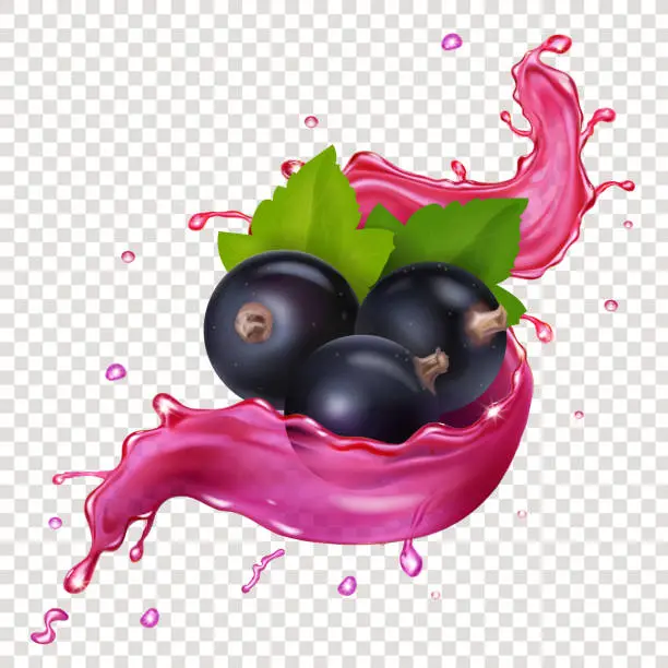 Vector illustration of Black currant juice splash berries vector realistic illustration