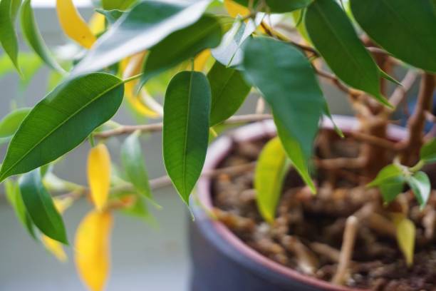 istock Houseplant with yellow leaves nutrient-deficient 1225738821
