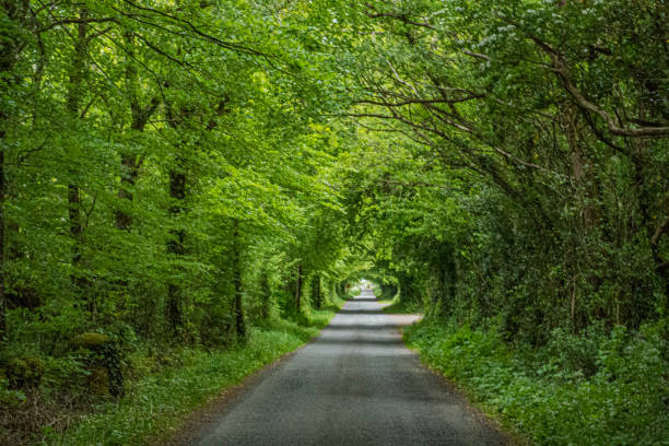 istock An Irish country road, Roscommon, Ireland. 1225740595