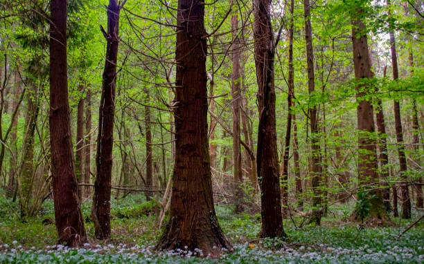 istock Deep in the forest with wild garlic growing in Spring, Roscommon, Ireland. 1225740607