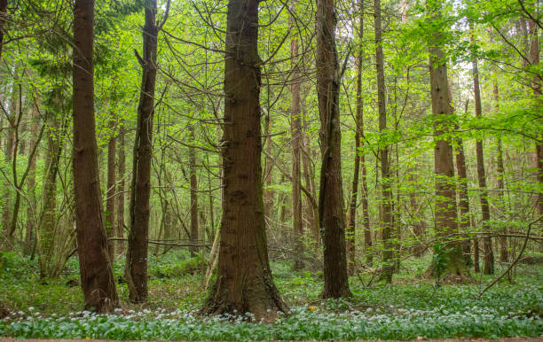 Deep in the forest with wild garlic growing in Spring, Roscommon, Ireland.