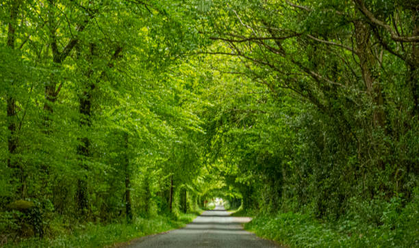 istock An Irish country road, Roscommon, Ireland. 1225740654
