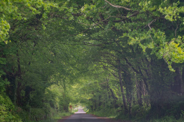istock An Irish country road, Roscommon, Ireland. 1225740664