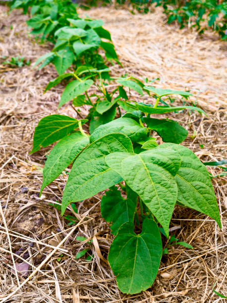 istock BIO salad grown with hay 1225740875