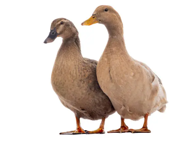 Photo of Brown ducks isolated on a white