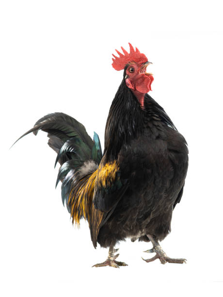 istock Singing Dwarf Cockerel is isolated on a white 1225741956