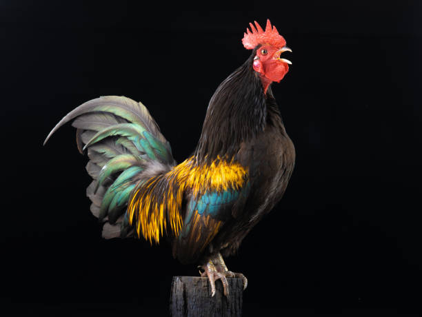 istock singing dwarf cockerel on a stump isolated on black 1225741958