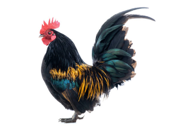 istock Dwarf Cockerel is isolated on a white 1225741960