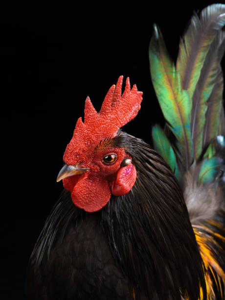 istock portrait cockerel on a isolated on black 1225741963
