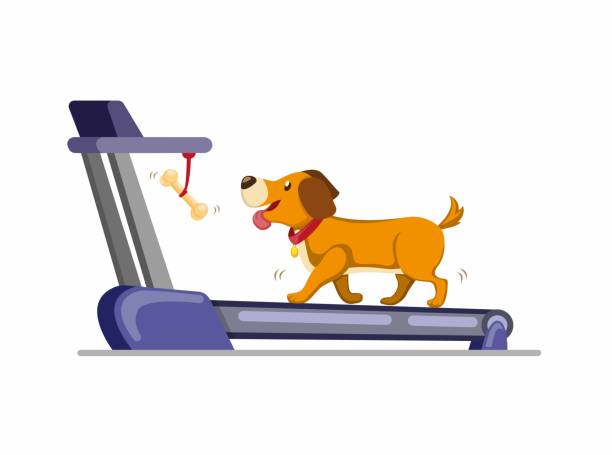 개는 뼈를 얻기 위해 러닝 머신에서 실행. 집에서 뛰거나 걸을 수 있는 훈련견. 흰색 배경에서 고립 된 만화 평면 일러스트 벡터 - animal trainer stock illustrations