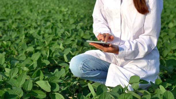 istock A plant specialist, checking the field soy, in a white coat makes a test analysis in a tablet, a background of greenery 1225743778