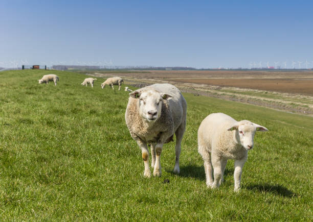 istock Mother sheep and little lamb on a dike in Groningen 1225743871