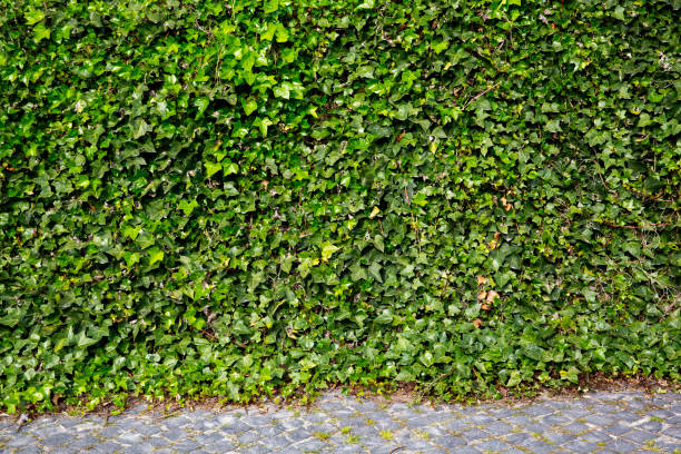 istock Buds of flowers 1225746211