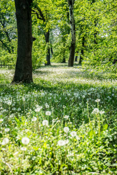 Green Field Meadow full of spring flowers - selective focus