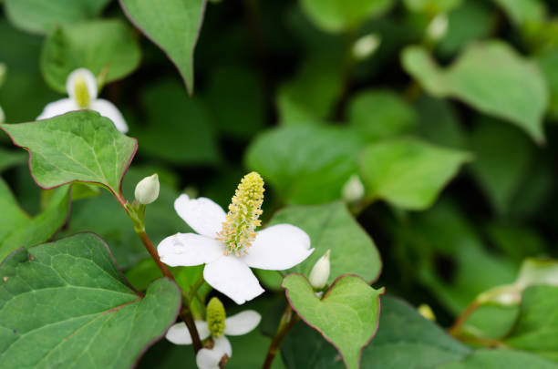istock Dokudami flower in bloom, close up 1225748200