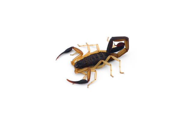istock African venom Scorpion isolated on white background 1225752721