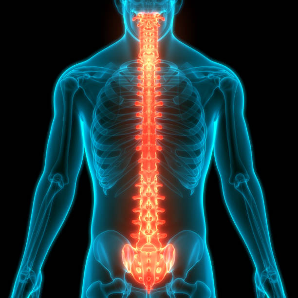 istock Vertebral Column of Human Skeleton System Anatomy 1225752764