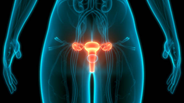 istock Female Reproductive System Anatomy 1225752856