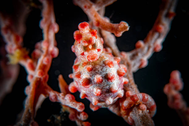 istock underwater macrophotography pygmy seahorse 1225752892