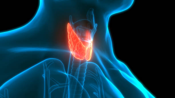 человеческие гланды лобы анатомии щитовидной железы - goiter стоковые фото и изображения