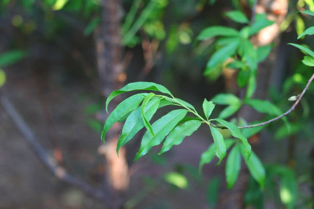 leaves growth in copy space themes