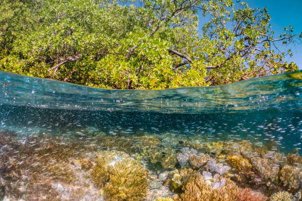 istock amazing mangrove forest raja ampat 1225753832