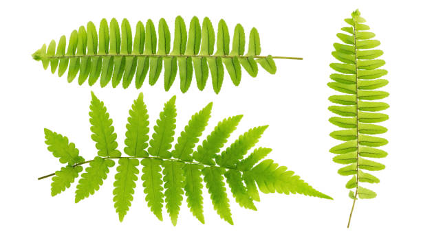 istock Green fern leaf on a white background. 1225754040