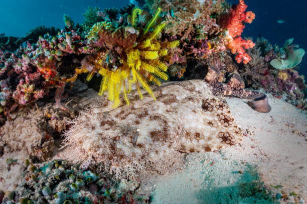 requin wobbegong - archipel raja ampat photos et images de collection