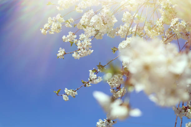 istock Flowering cherry branch against the blue sky. Spring time 1225756999