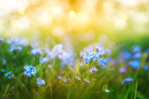 Amazing beautiful nature background, little blue flowers in fresh green grass in sunny bokeh sparkles, macro shot.