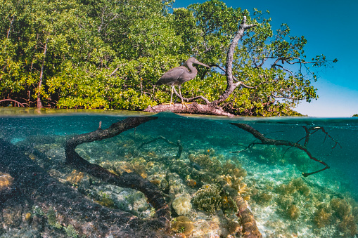 split photograph for mangrove forest with crystal clear sea bed underneath, soft corals