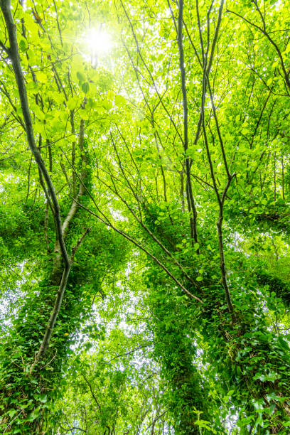 istock Old tall trees covered with green plants 1225758183