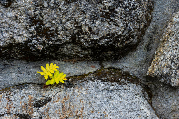 istock Green plant growing in the wall 1225758262
