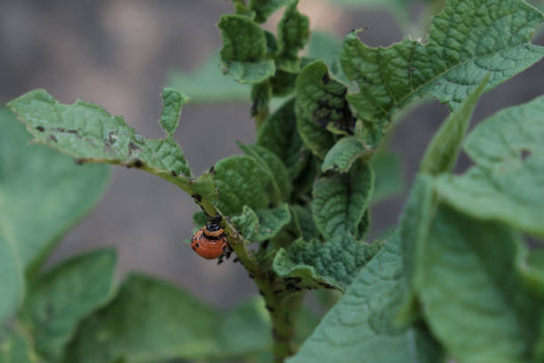 istock Colorado potato beetle larva on a potato leaf. 1225758410