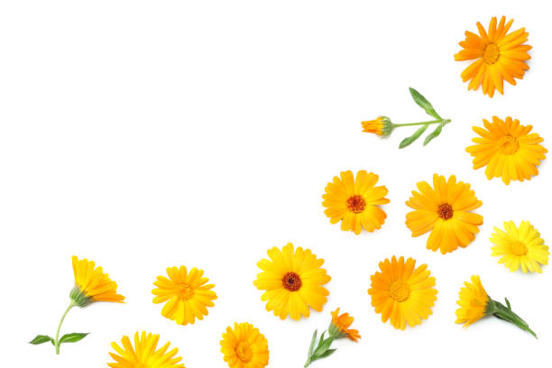 istock marigold flowers with green leaf isolated on white background. calendula flower. top view 1225758433