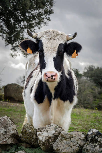 istock Black and White cow on the field 1225758535