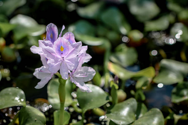 istock Closeup water hyacinth flower in the field 1225758547