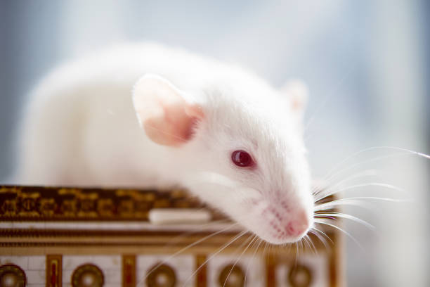 istock white rat with red eyes. close up soft photo 1225759492
