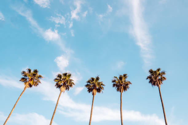 istock Top of highest palms in blue sky. Tall palms in sky 1225759678