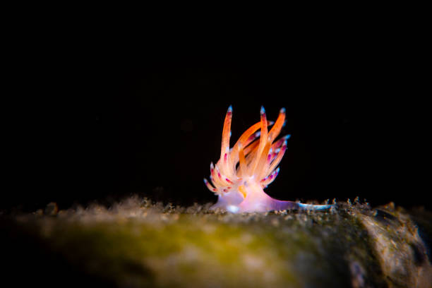 flabellina nudibranch underwater macrophography in Ambon indonesia