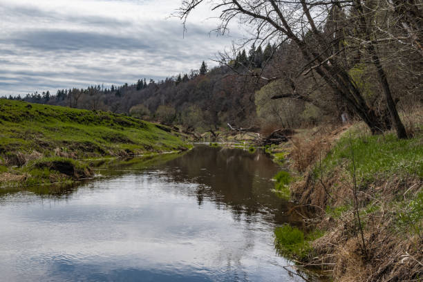 istock Forest on the Bank of a small river 1225759930