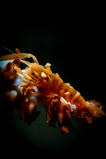 istock underwater macrophotography zanzibar whip coral shrimp 1225760113