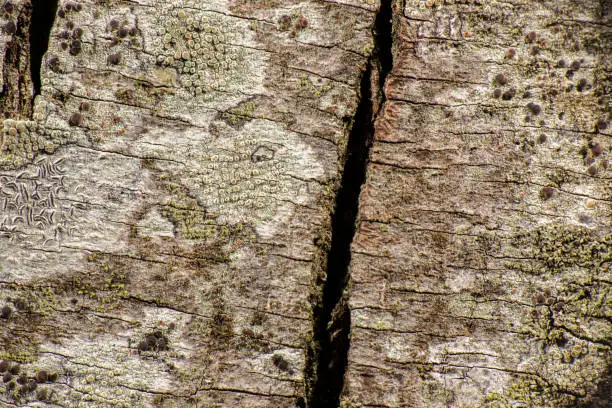 Detailed closeup of a real macro tree texture