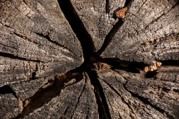 Detailed closeup of a real macro tree texture