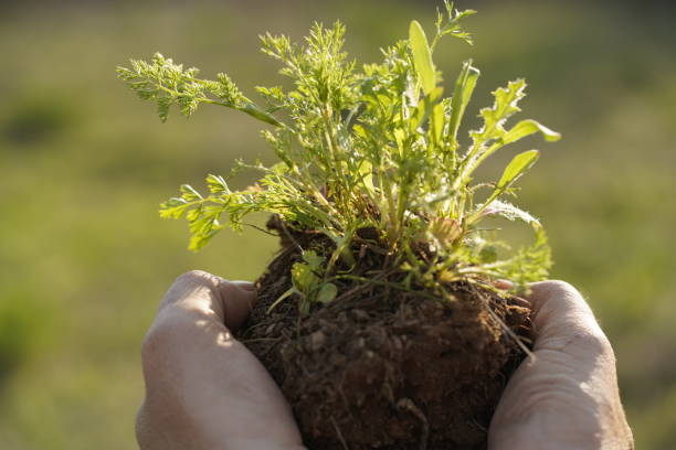 istock Male hands holds a lump of soil with spring plants 1225761217