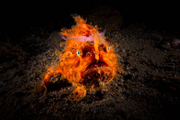 poissons de grenouilles de macrophotographie sous-marine - anglerfish sea fish underwater photos et images de collection