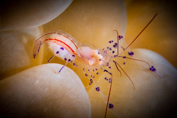 istock underwater macrophotography bubble coral shrimp 1225761381