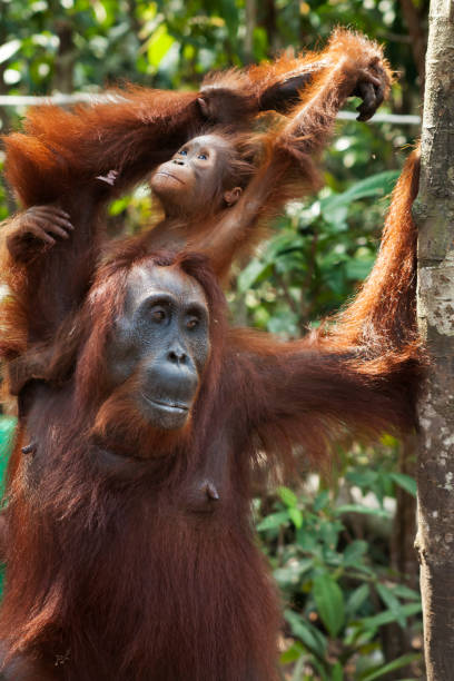 istock Female orangutan with her baby in Borneo 1225761918