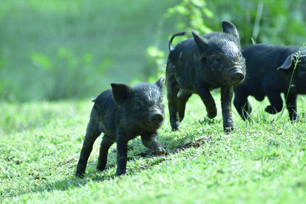 istock baby pig ruining or black pig 1225762565